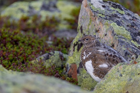 The rock ptarmigan (Lagopus muta) is perfectly camouflaged with its plumage in the scree fields of