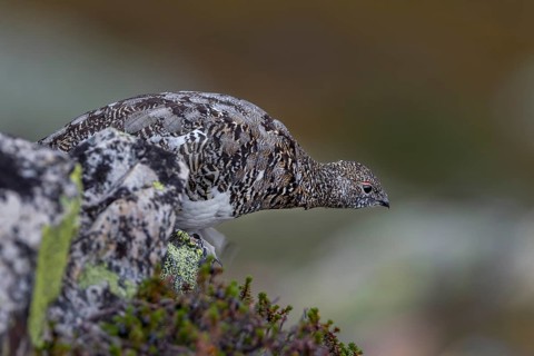 A rock ptarmigan (Lagopus muta) foraging in a scree field, tundra, camouflage, adaptation,