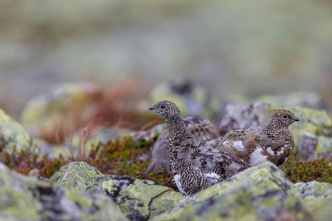 In autumn the rock ptarmigan (Lagopus muta) still wear their summer plumage, in a few weeks they