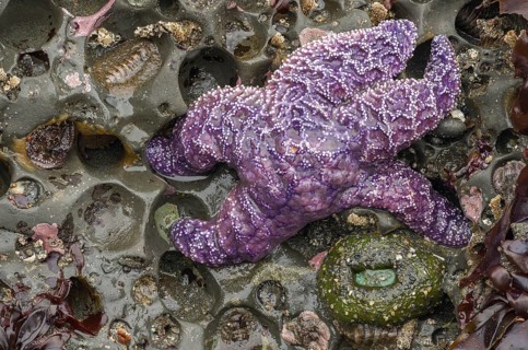 A vibrant Ochre sea star, Pisaster ochraceus, rests among tide pools at low tide on Ruby Beach,