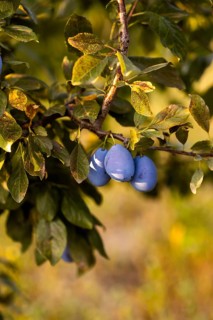 Close-up of ripe plums hanging from tree branches, illuminated by warm natural light, showcasing