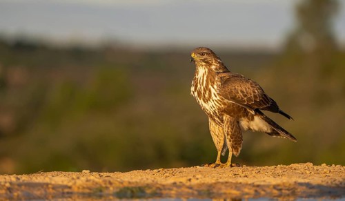 A captivating image of a hawk standing solemnly on the ground, bathed in the warm, golden light of