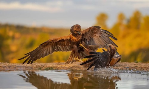A dramatic scene unfolds as two eagles engage in a fierce fight by a water body, against a backdrop