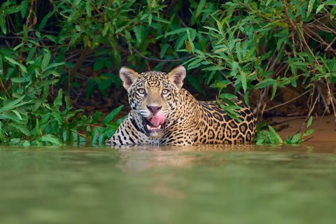 A jaguar in the water, licking its tongue, surrounded by dense jungle, Jaguar (Panthera onca),