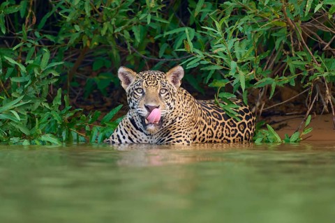 A jaguar in the water licking its tongue, surrounded by lush greenery, Jaguar (Panthera onca),