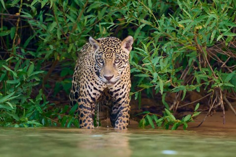 A jaguar stands in the water, alert in the surrounding jungle, Jaguar (Panthera onca), Pantanal,