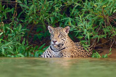 A jaguar in the water, surrounded by jungle, with an attentive and watchful gaze, Jaguar (Panthera