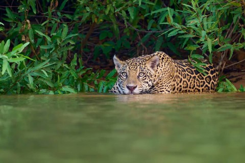 A jaguar in the water, crouched and alert, half hidden in the dense jungle, Jaguar (Panthera onca),