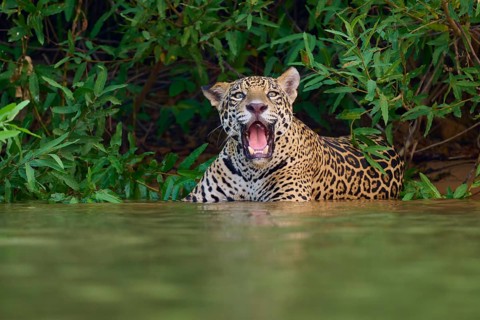 A jaguar in the water, roaring or calling, surrounded by green jungle, Jaguar (Panthera onca),