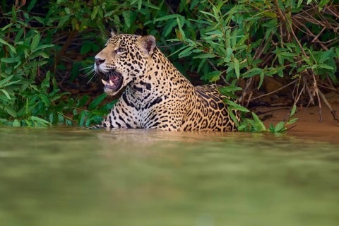 A lurking jaguar in the water with open snout, Jaguar (Panthera onca), Pantanal, UNESCO Biosphere