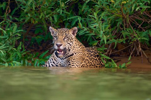 A focussed jaguar stands in the water at the edge of the forest, Jaguar (Panthera onca), Pantanal,
