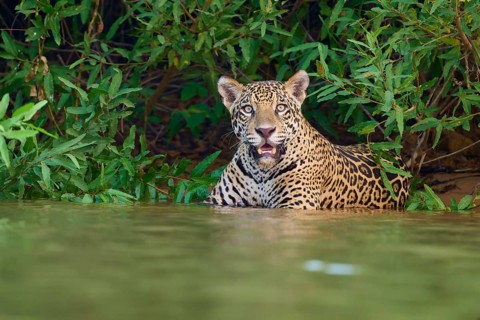 A jaguar in the water, surrounded by jungle, looking curiously ahead, Jaguar (Panthera onca),