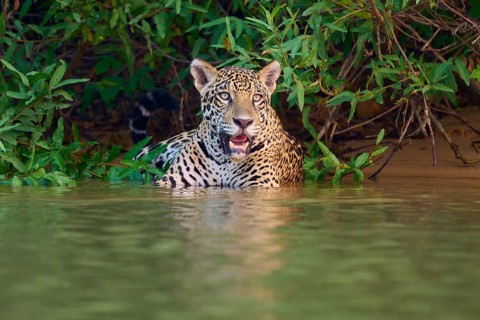 A calm jaguar in the water surrounded by lush greenery, Jaguar (Panthera onca), Pantanal, UNESCO
