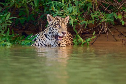 A jaguar stands in the water, surrounded by dense vegetation, Jaguar (Panthera onca), Pantanal,