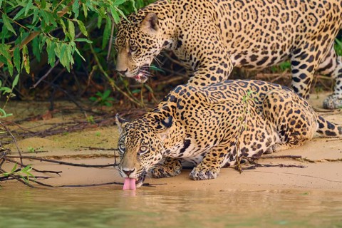 Two jaguars at the water's edge, one drinking attentively in dense vegetation, Jaguar (Panthera