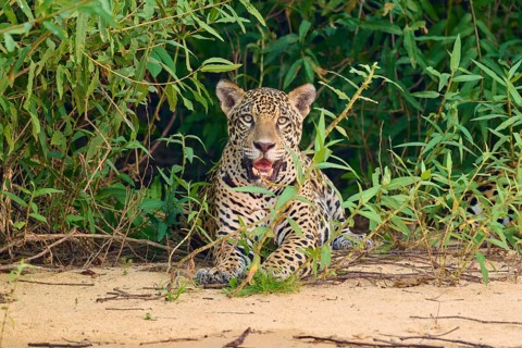 A jaguar in a guard posture at the edge of dense vegetation on sand, Jaguar (Panthera onca),