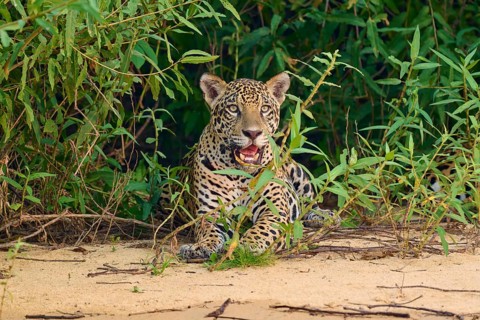 A jaguar sits vigil in front of dense green vegetation on sandy ground, Jaguar (Panthera onca),