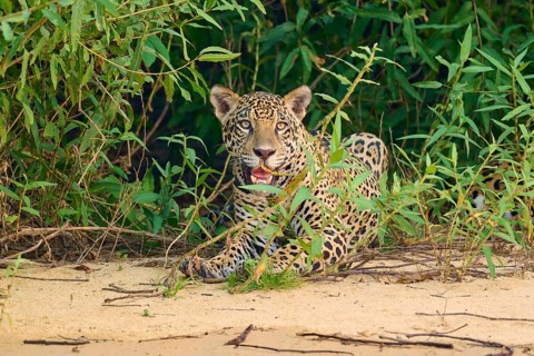A jaguar lies relaxed on sandy ground in front of dense vegetation, Jaguar (Panthera onca),