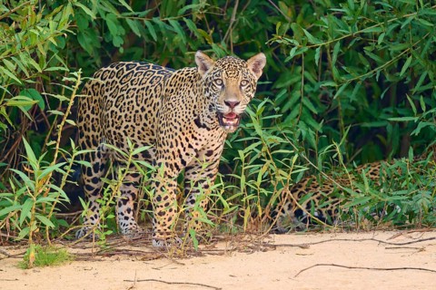 A jaguar stands at the edge of dense vegetation, alert and vigilant, jaguar (Panthera onca),
