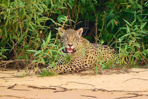 A jaguar lies relaxed on the edge of green vegetation on sandy ground, Jaguar (Panthera onca),