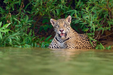 A jaguar in the water, surrounded by dense green jungle, with an attentive gaze, Jaguar (Panthera