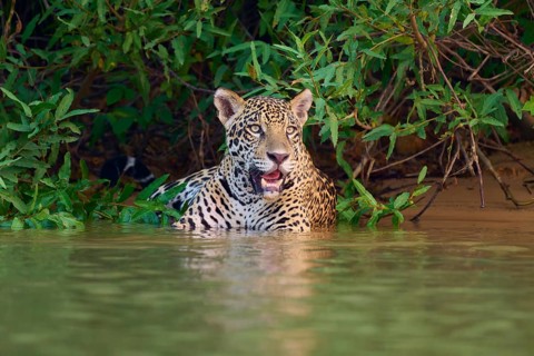 A jaguar sits in the water near a dense jungle, Jaguar (Panthera onca), Pantanal, UNESCO Biosphere
