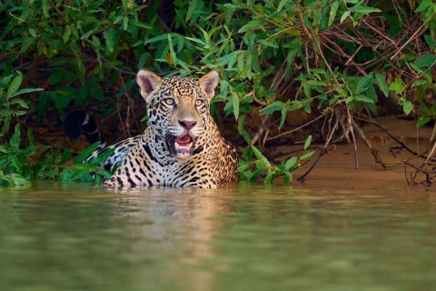 A jaguar stands half in the water with an intense gaze, Jaguar (Panthera onca), Pantanal, UNESCO