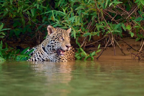Jaguar half in the water, surrounded by tropical foliage in the jungle, Jaguar (Panthera onca),