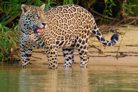 Jaguar at the river's edge, attentive in dense greenery, Jaguar (Panthera onca), Pantanal, UNESCO