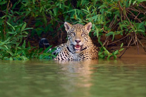 A jaguar watches attentively from the water, jaguar (Panthera onca), Pantanal, UNESCO Biosphere