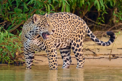 Jaguar standing at the waterline, surrounded by dense vegetation, Jaguar (Panthera onca), Pantanal,