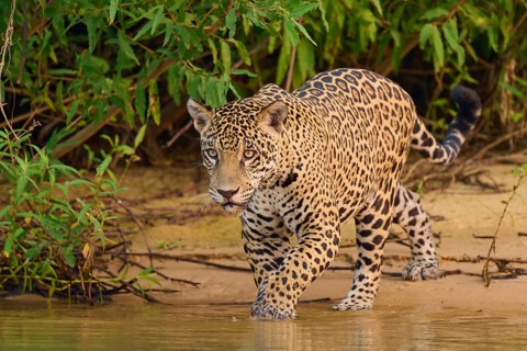 Jaguar creeps along the shore in dense green leaves, Jaguar (Panthera onca), Pantanal, UNESCO