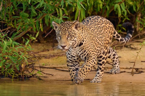 Jaguar watching the water, surrounded by tropical greenery, Jaguar (Panthera onca), Pantanal,