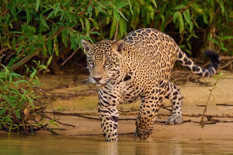 Jaguar walking along the river, surrounded by lush vegetation, Jaguar (Panthera onca), Pantanal,