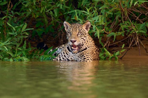 A jaguar in the water carefully monitors its surroundings, jaguar (Panthera onca), Pantanal, UNESCO