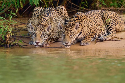 Two jaguars lying on the riverbank looking at the water, surrounded by leaves, Jaguar (Panthera