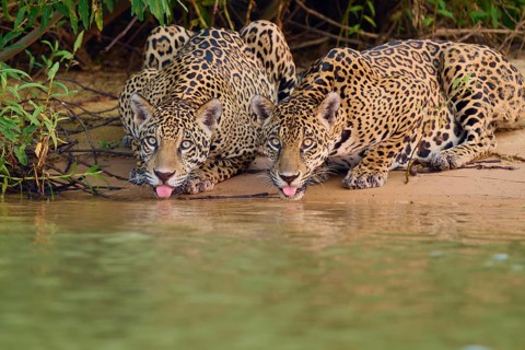 Two jaguars licking water on the river bank, their bodies surrounded by plants, Jaguar (Panthera