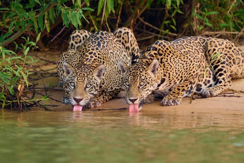 Two jaguars on the riverbank with tongues in the water, surrounded by green plants, jaguar