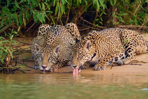 Two jaguars drinking with their tongues outstretched on the riverbank, accompanied by lush