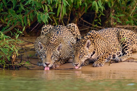 Two jaguars on the bank with tongues in the water, framed by dense foliage, Jaguar (Panthera onca),