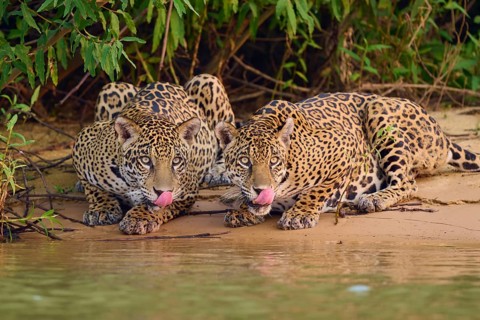 Two jaguars on the sandy bank, both sticking out their tongues, near water, Jaguar (Panthera onca),