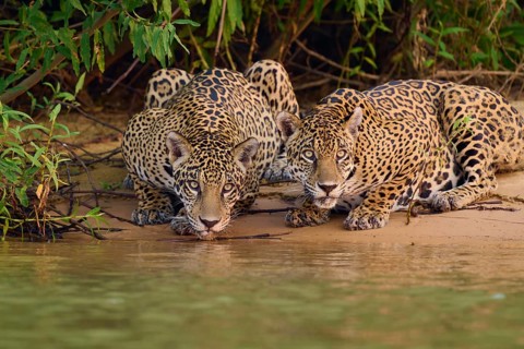 Two jaguars drinking water on the banks of a river, surrounded by dense vegetation, Jaguar