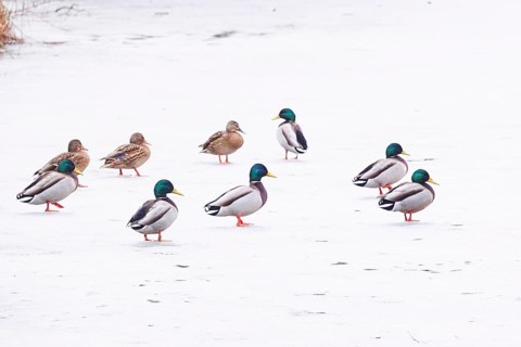Ducks on a frozen lake, winter, Germany