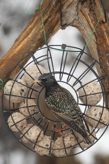 Starling (Sturnus vulgaris) at winter feeding in the forest, Allgäu, Bavaria, Germany, Allgäu,
