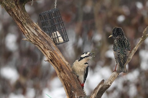 Great spotted woodpecker (Dendrocopos major) defends food source in the forest against starling