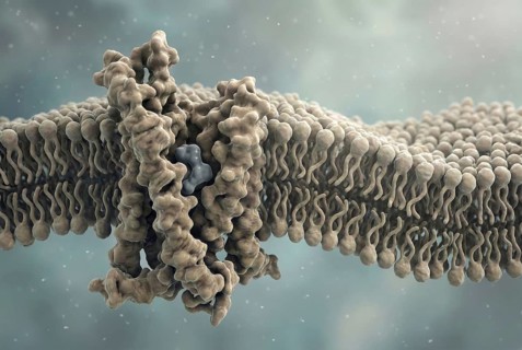 Molecular interaction of a drug with a specific cell receptor to represent targeted drug binding,