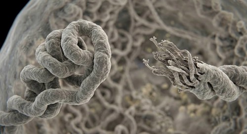 Detailed presentation of shortening telomeres on chromosomes as a symbol of biological aging, AI