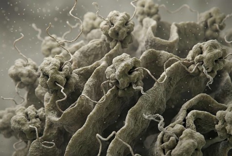 Scientific visualization of mRNA translation by ribosomes inside cells. Presentation of protein