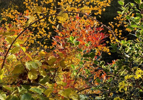 Bright green, yellow and red leaves, autumn colors, vegetation, Witten, Ruhr region, North