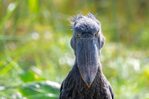 Shoebill (Balaeniceps rex), juvenile, animal portrait, evil eye, swamps of Mabamba, Lake Victoria,